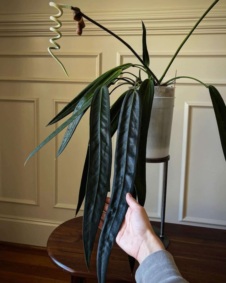 30+ Low-Light Indoor Plants in Living Room For Beginners