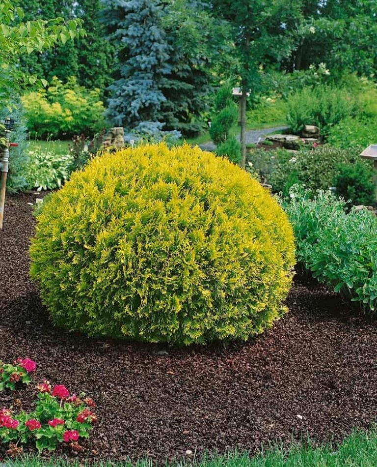 10 Shrub Combos That’ll Make Your Neighbors Jealous