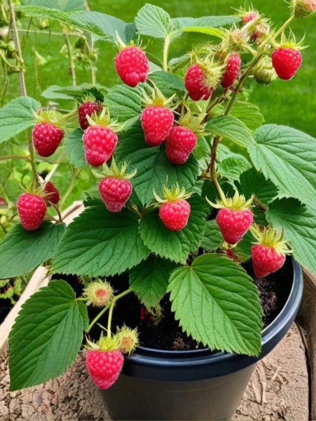 10 Tips for Growing Raspberries in Containers
