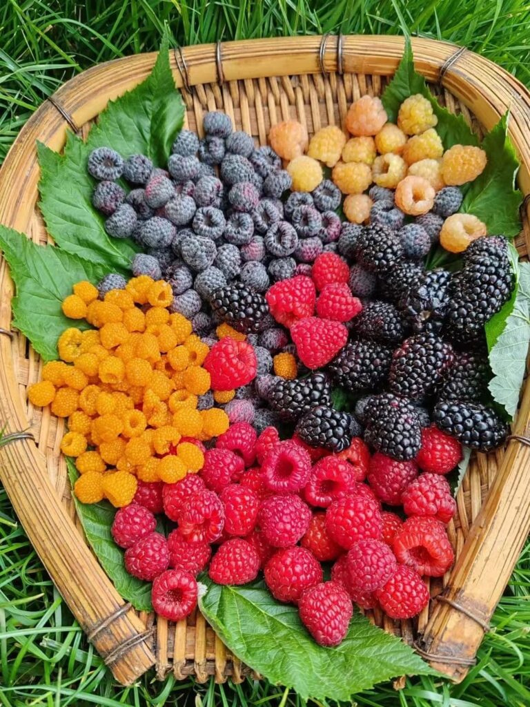 15 Hacks for Growing Blackberries in Containers