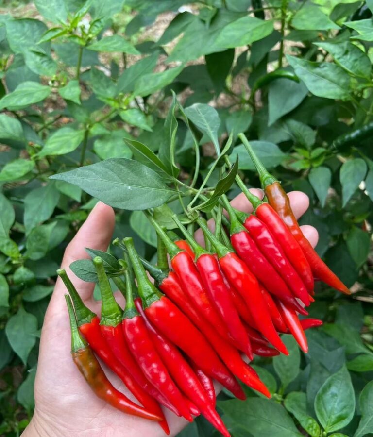 5 Pepper Growing Mistakes That You Don’t Have To