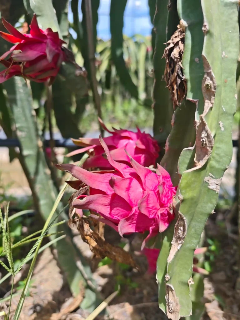 6 Mistakes That Might Crush Your Dragonfruit Planting Dreams