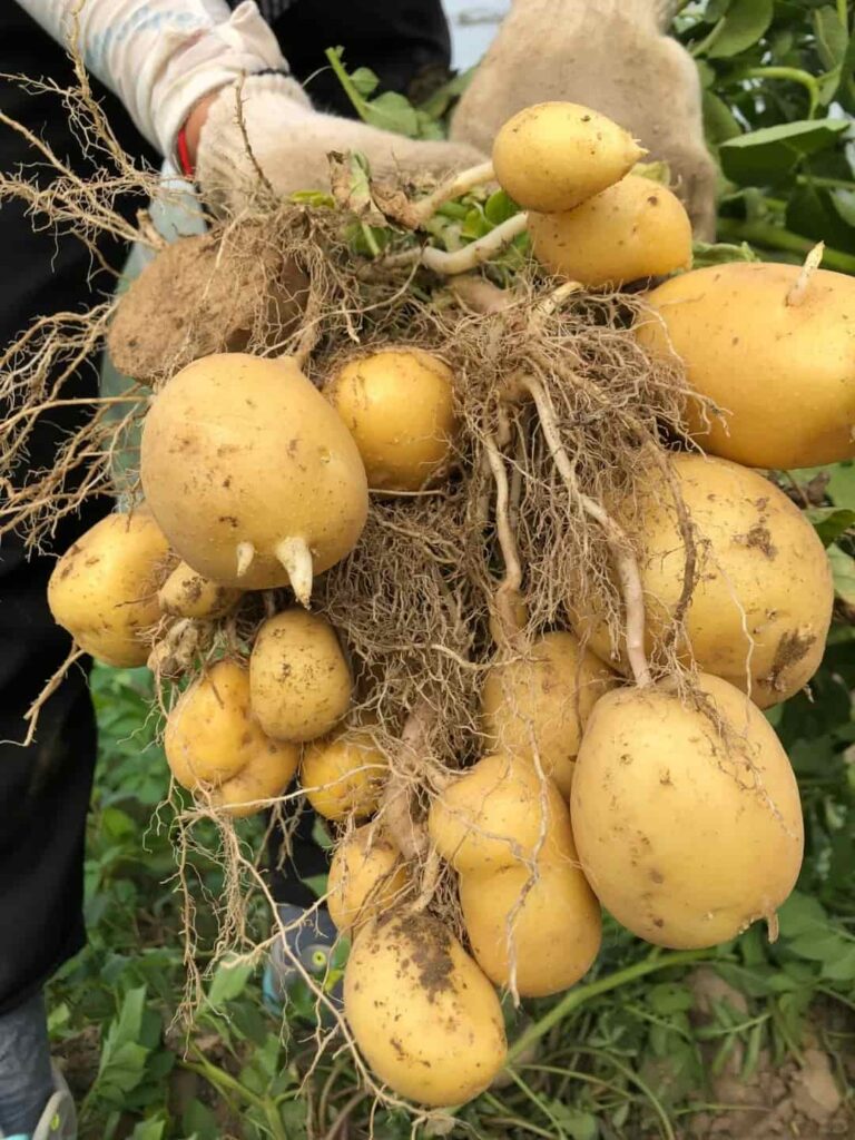 The Great Potato Planting Experiment: 7 Different Ways to Plant Spuds