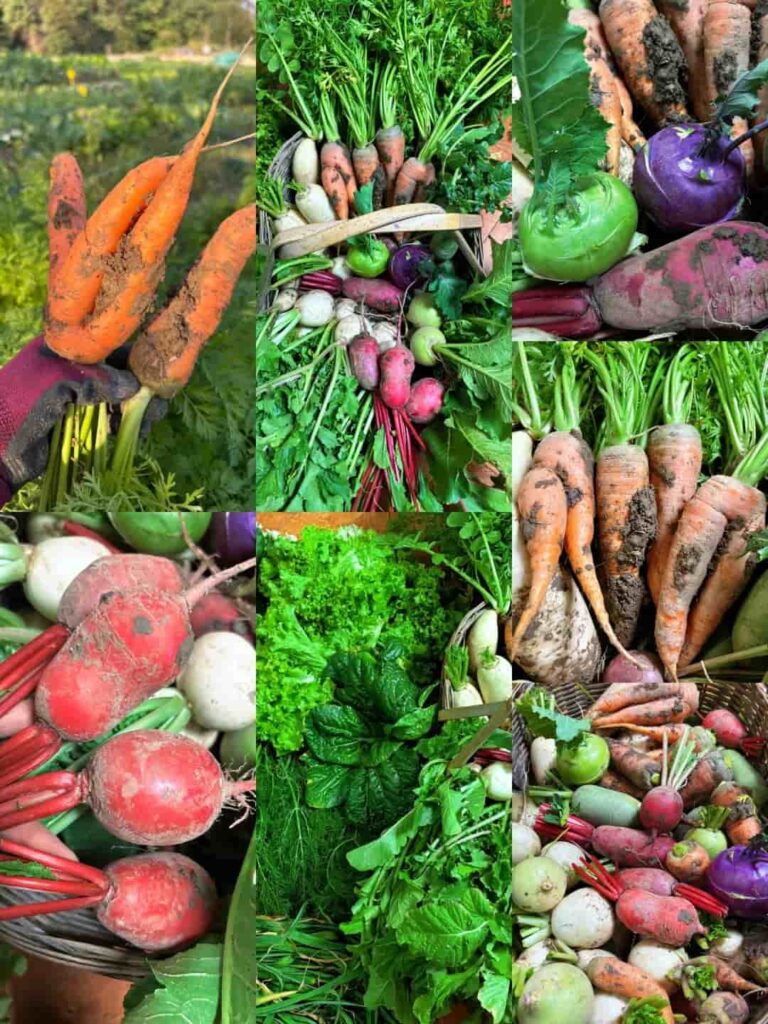 Plant These 11 Awesome Gardening Crops In July